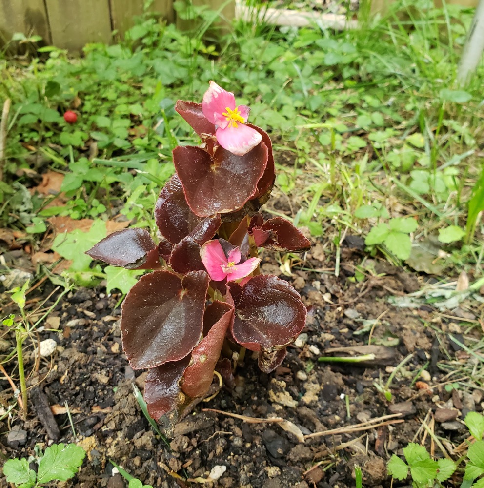 Pink Bronze Leaf Begonia