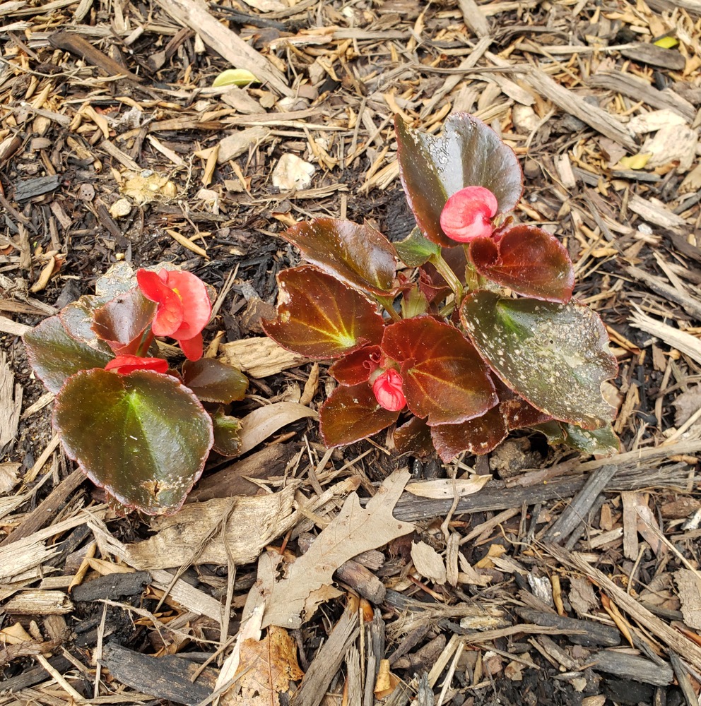 Red Bronze Leaf Begonia