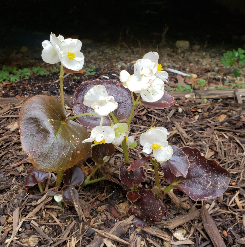 white bronze leaf Begonia