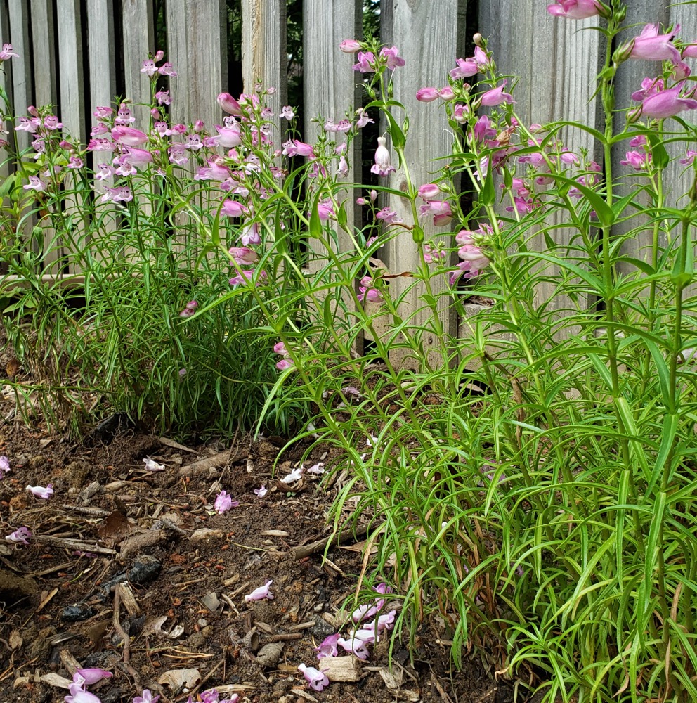 Penstemon Red Rocks (Beardtongue)