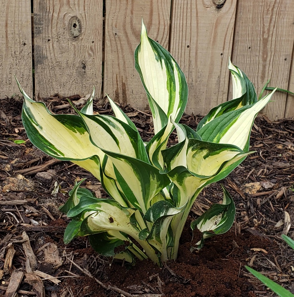 Fire and Ice Hosta